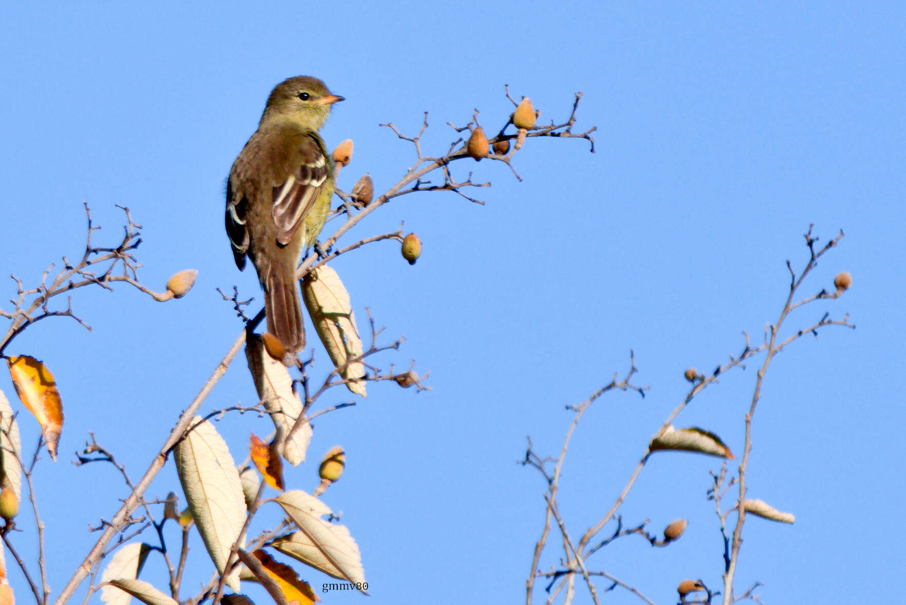 Image of Small-headed Elaenia