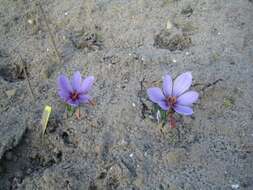 Image of autumn crocus