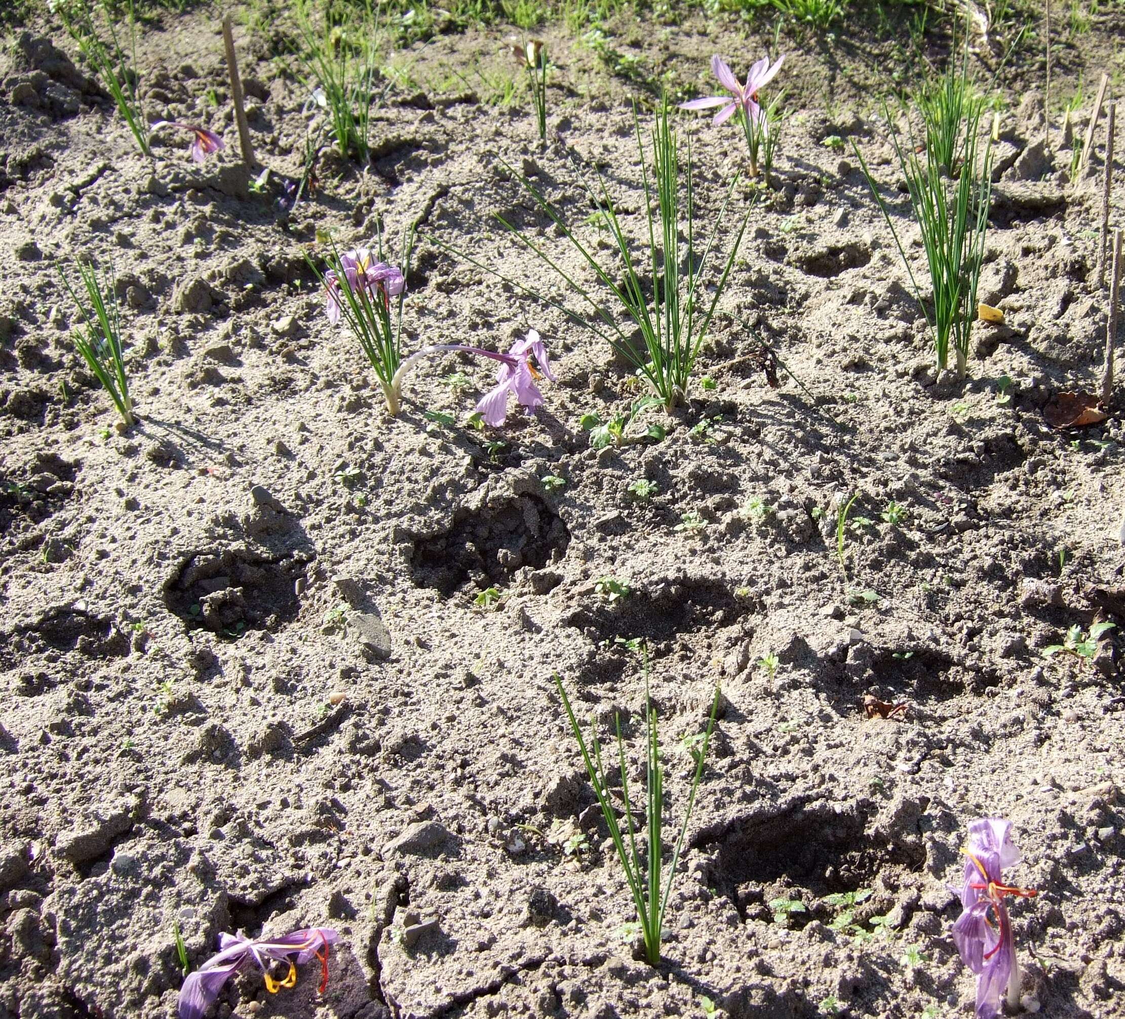 Image of autumn crocus