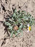 Image of Townsendia florifera (Hook.) A. Gray