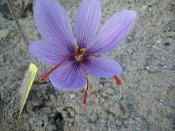 Image of autumn crocus