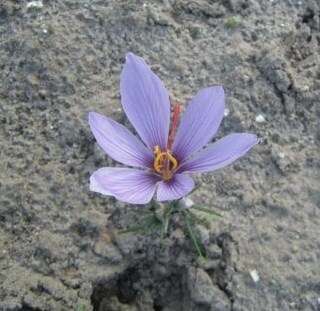 Image of autumn crocus