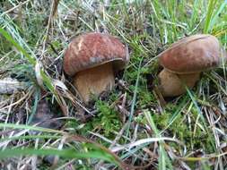 Слика од Boletus reticulatus Schaeff. 1774