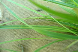 Image of pale sedge