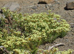 Image of Glandularia araucana (Phil.) Botta