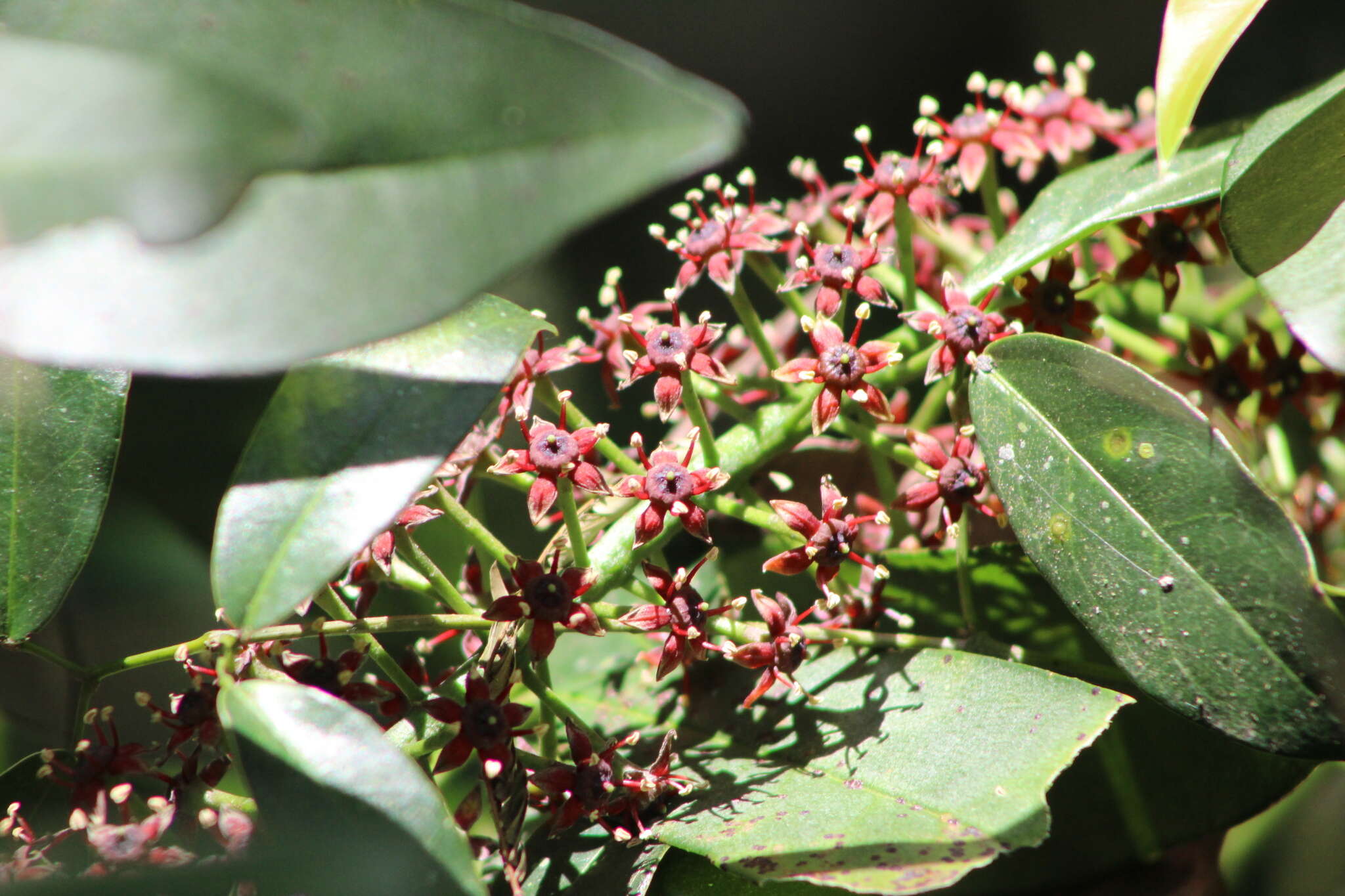 Pilocarpus pennatifolius Lem.的圖片