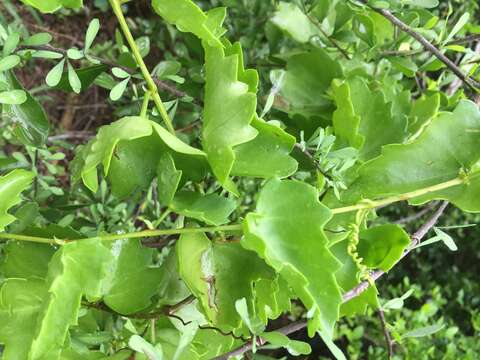 Image de Cissus trifoliata (L.) L.