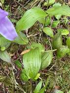 Image of Sobralia warszewiczii Rchb. fil.