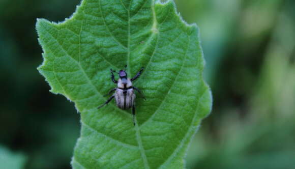 Image of Epectinaspis