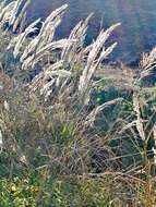 صورة Arundo plinii Turra