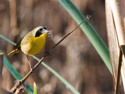 Image of Common Yellowthroat