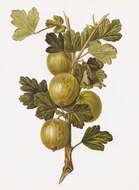 Image of European gooseberry