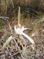 Image of Yellow spider orchid