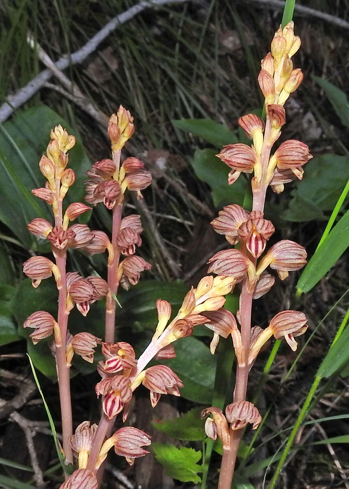 Image of Vreeland's coralroot