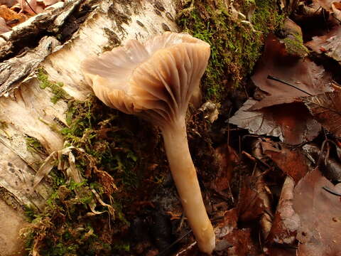 Image of Cuphophyllus lacmus (Schumach.) Bon 1985