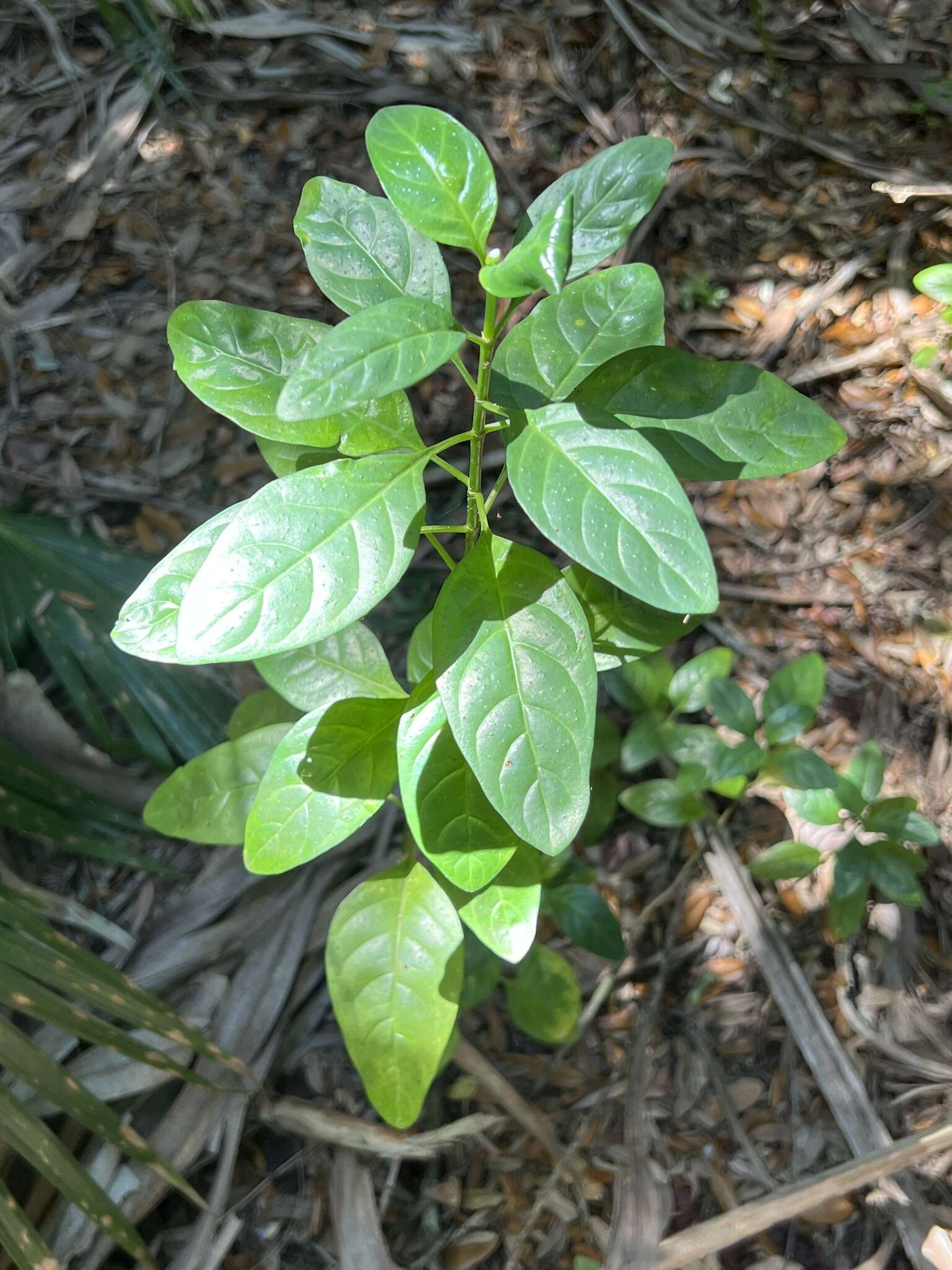 Plancia ëd Psychotria punctata Vatke