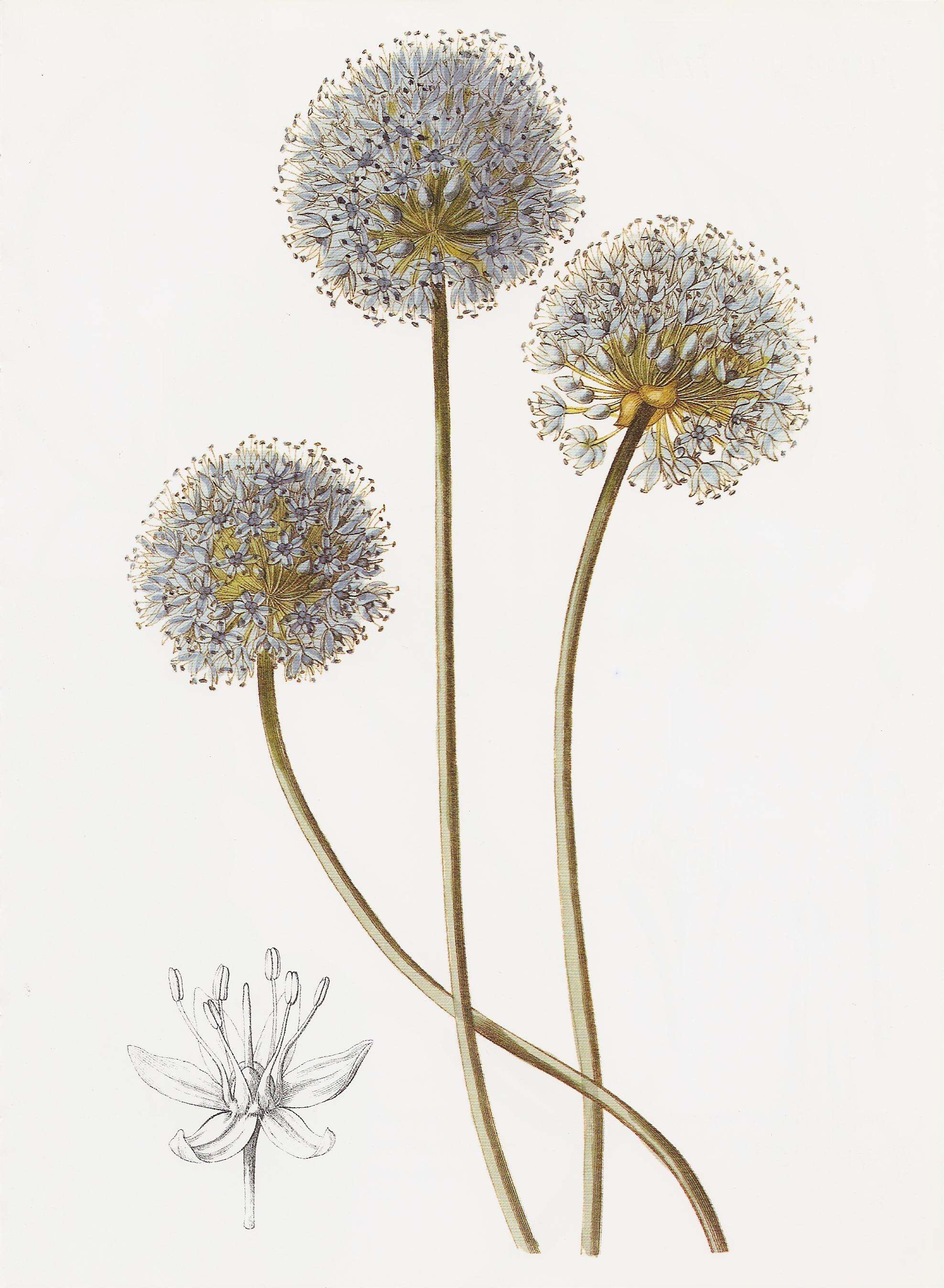 Image of Allium caeruleum Pall.