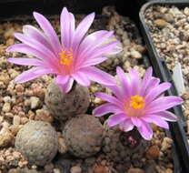 Plancia ëd Turbinicarpus valdezianus (H. Moeller) Glass & R. A. Foster