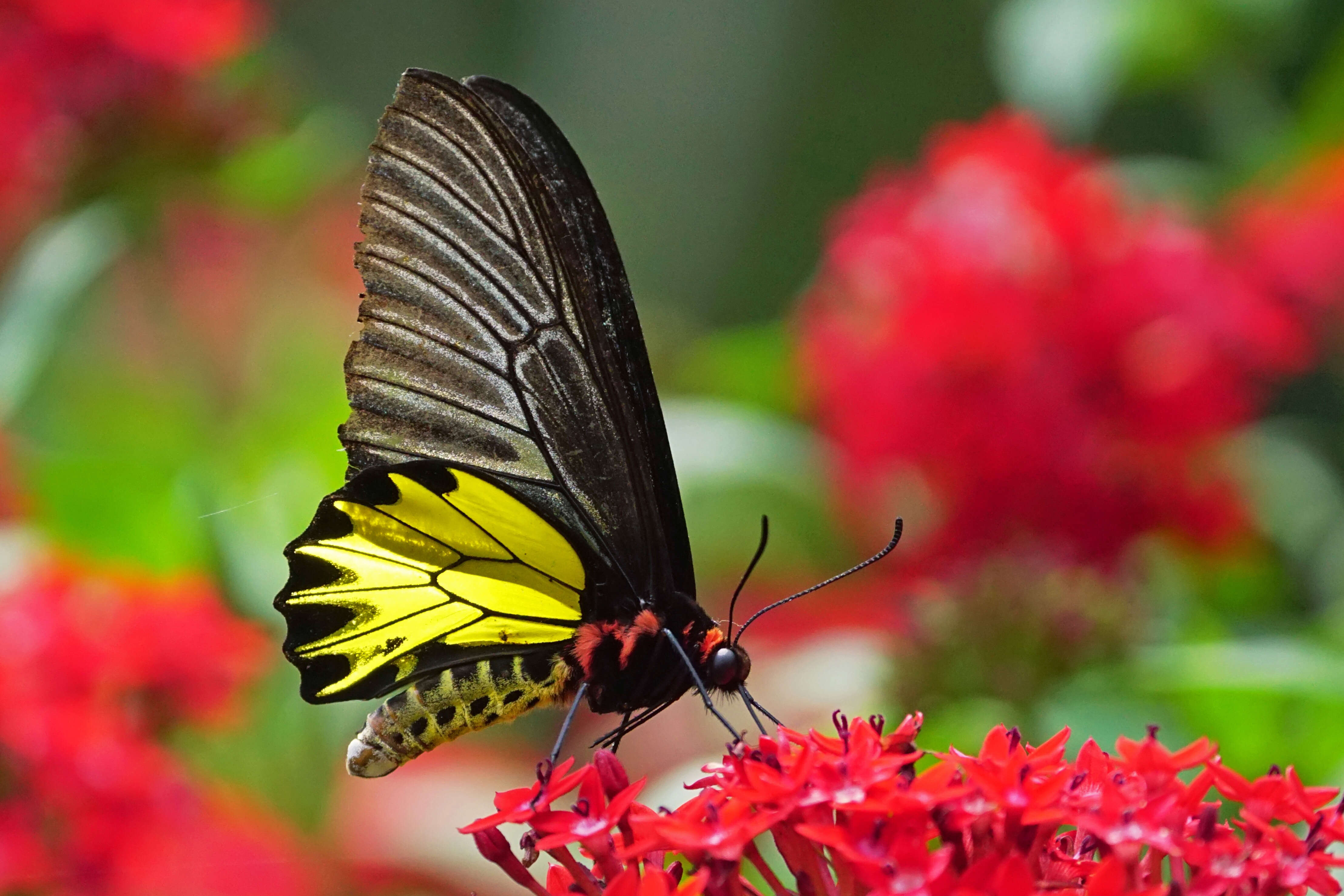 Image of Golden Birdwing Butterfly