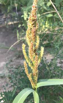 Image of rough barnyardgrass