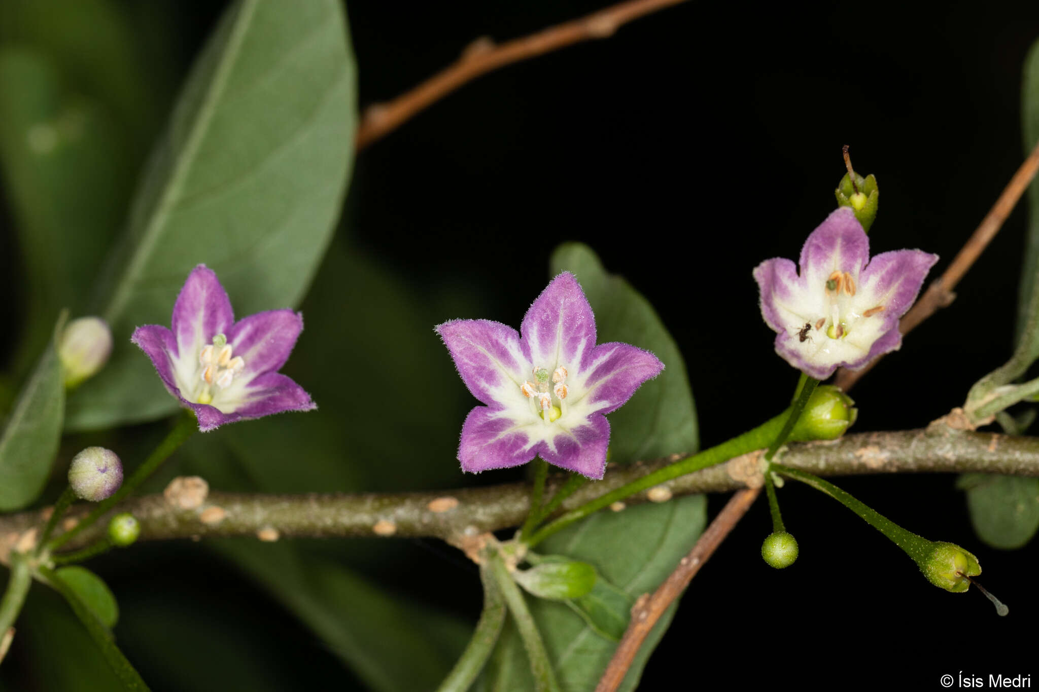 Plancia ëd Vassobia breviflora (Sendtn.) A. T. Hunziker