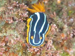 Image of Kuiter's black white orange slug