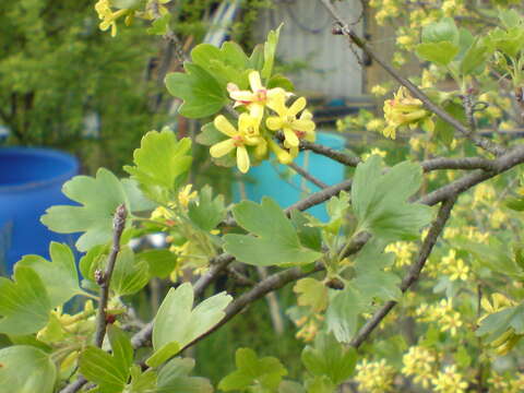 Image of golden currant