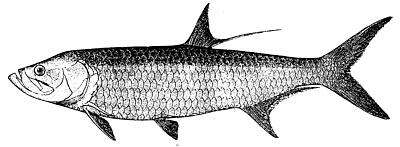 Image of tarpons