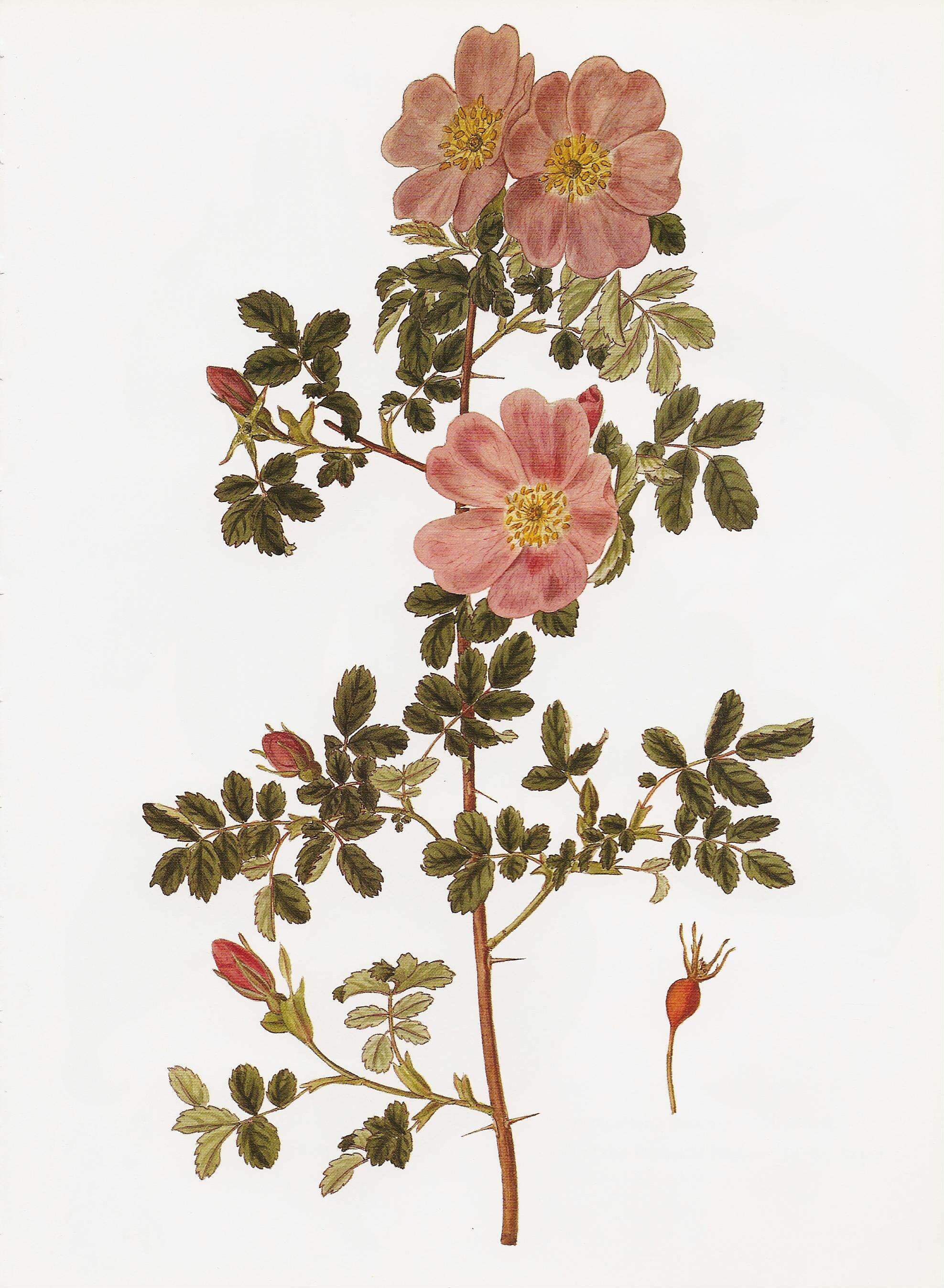 Image of Woods' rose