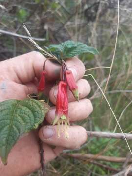 Imagem de Fuchsia splendens Zucc.