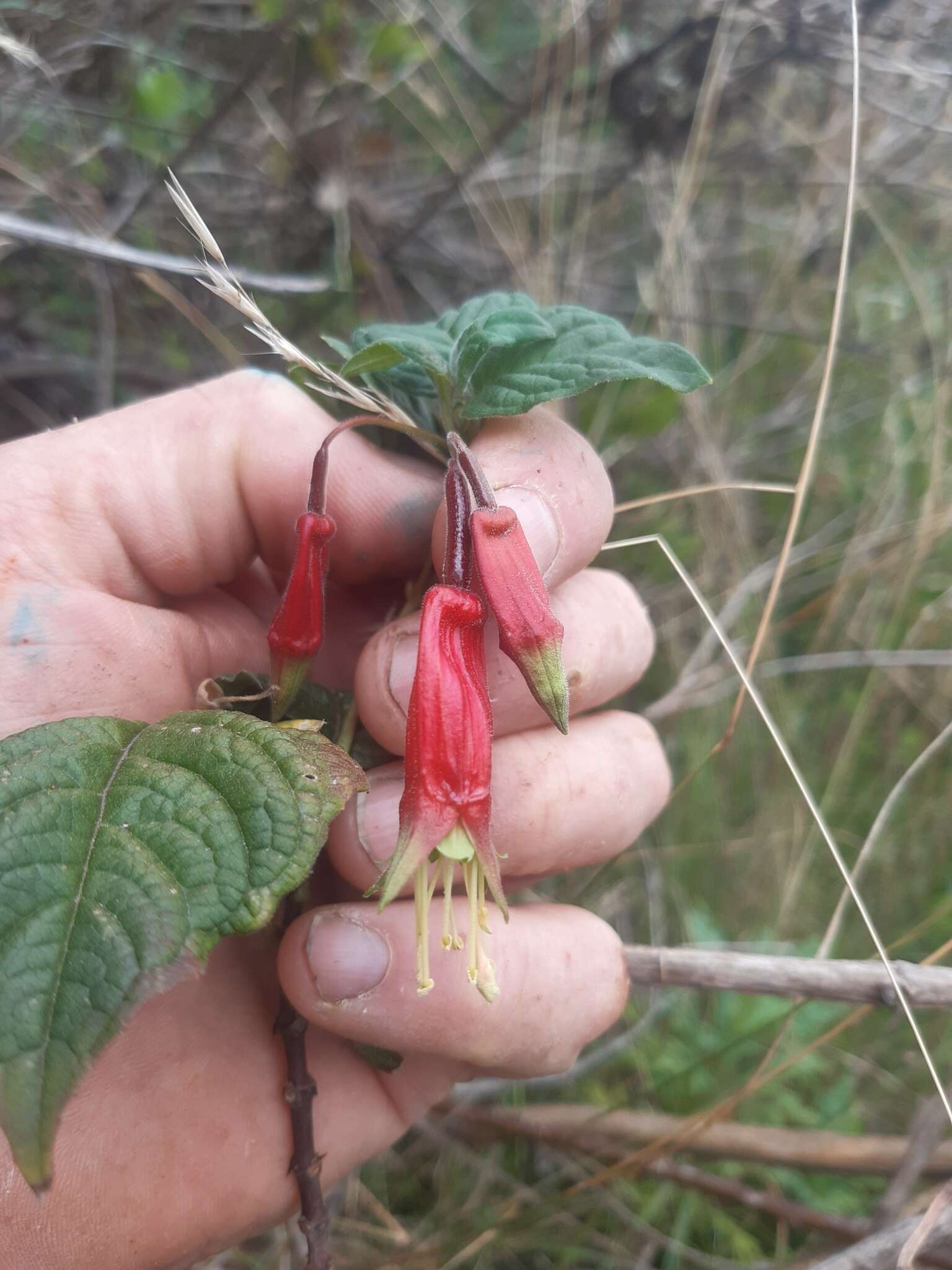 Image of Splendid Fuchsia