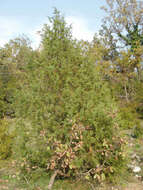 Image of Common Juniper