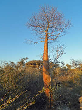 Image of Fony baobab