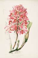 Image of Laelia superbiens Lindl.