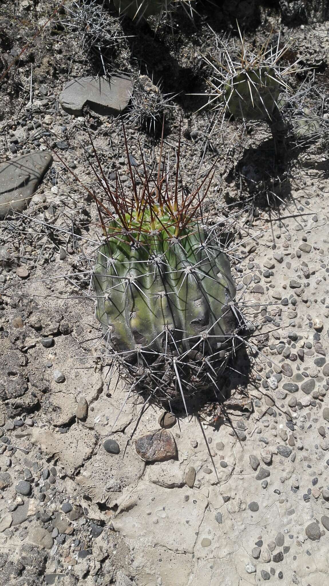 Image de Echinopsis bridgesii subsp. bridgesii