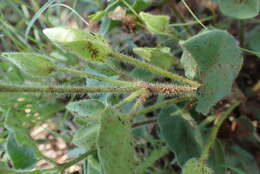 Image of Thunbergia neglecta Sond.