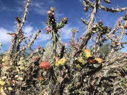 Image of Cylindropuntia × antoniae