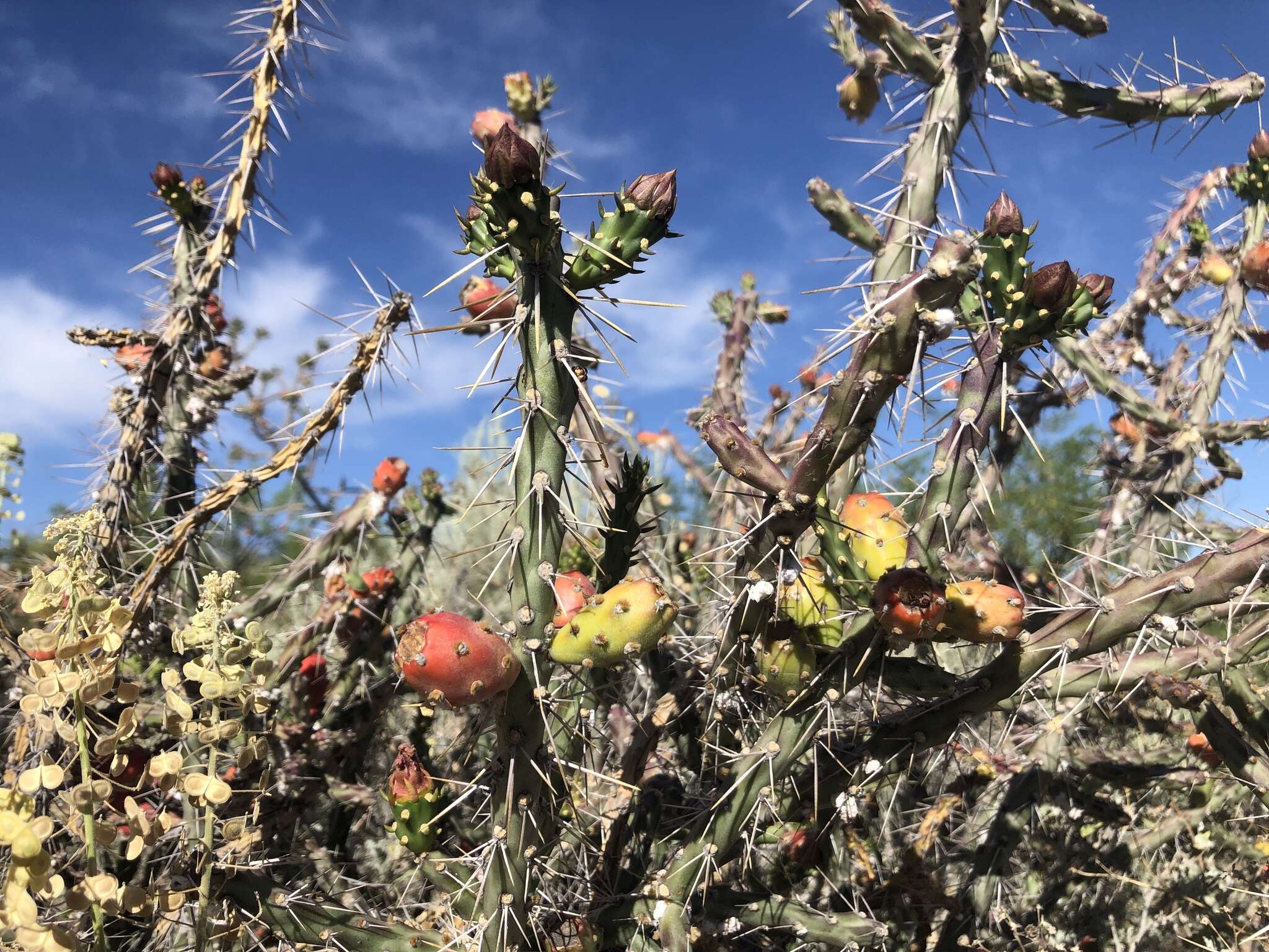 Image of Cylindropuntia × antoniae