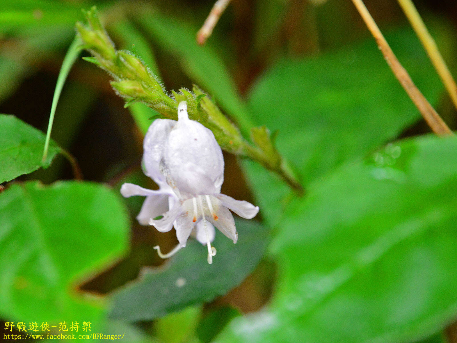 Strobilanthes viscosus (Arnott ex Nees) T. Anders.的圖片