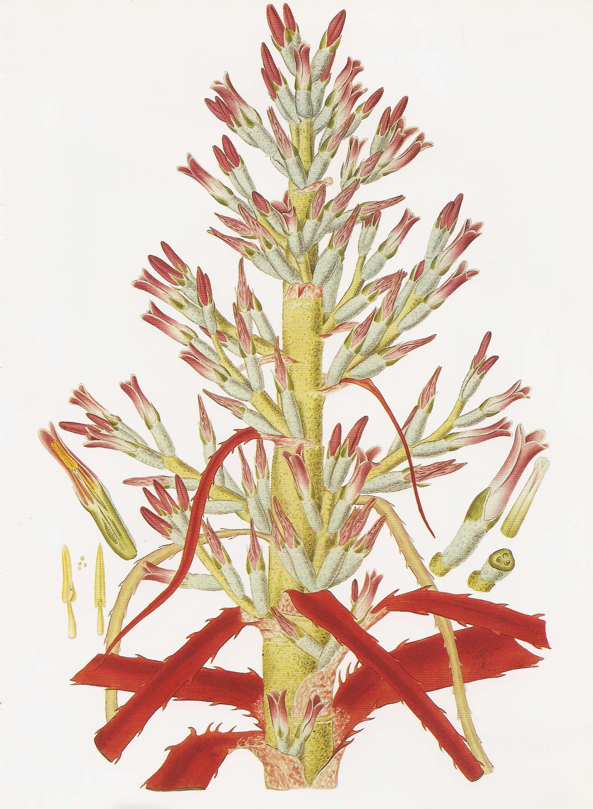 Image of bromelia