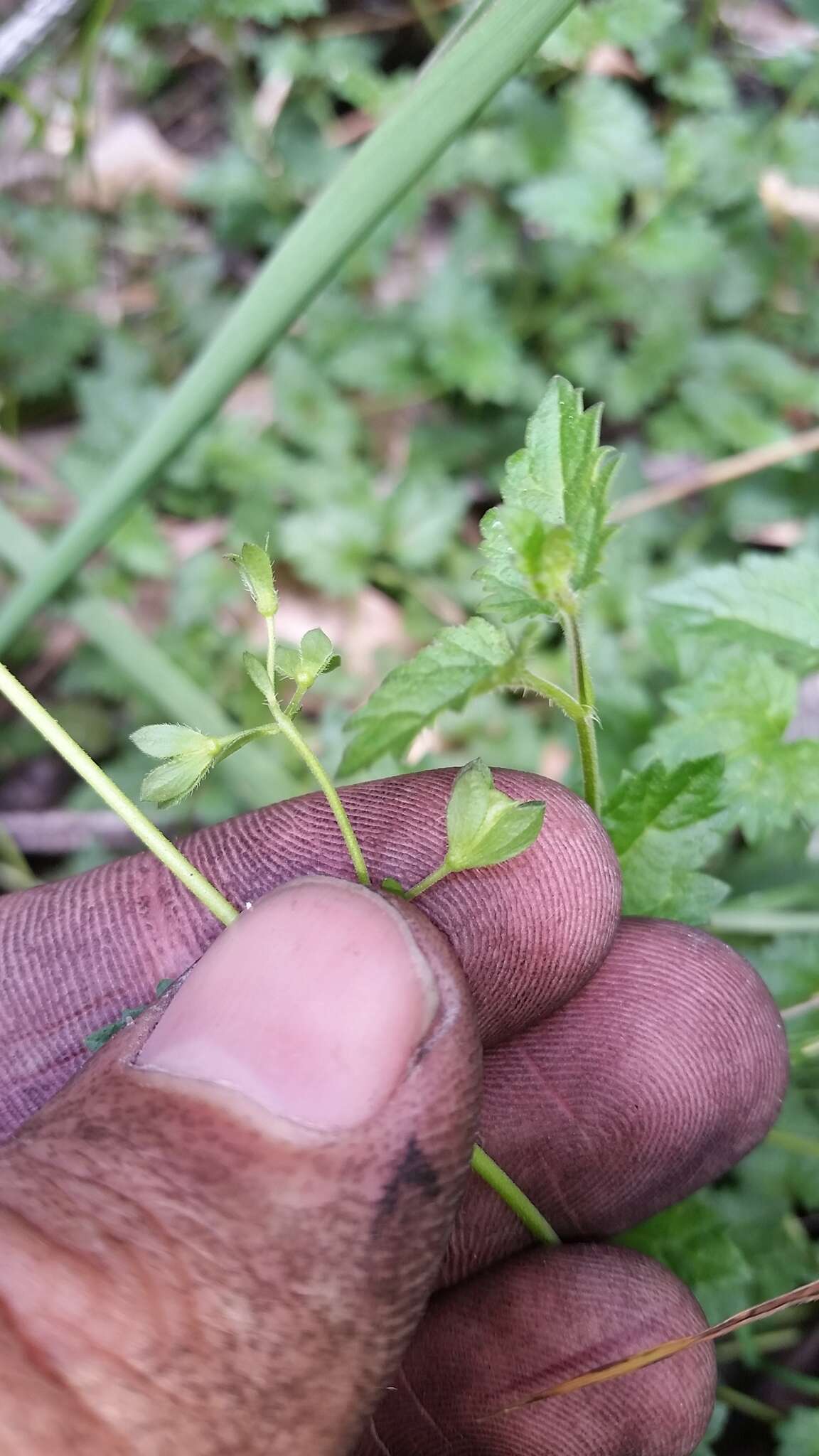 Image of Speedwell