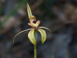 Image of Thick-lipped spider-orchid