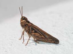 Image of Common Field Grasshopper