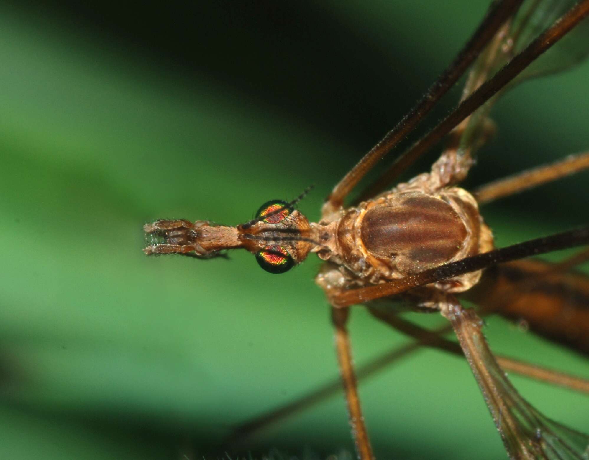 Image of Cranefly