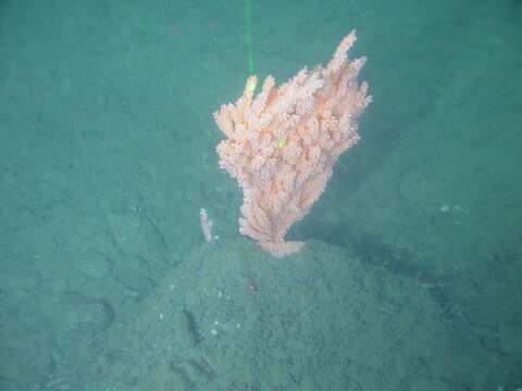 Image of Pacific red tree coral