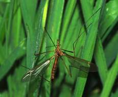 Image of Cranefly