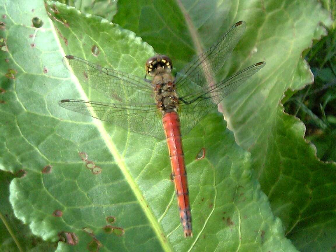 Image of Autumn darter