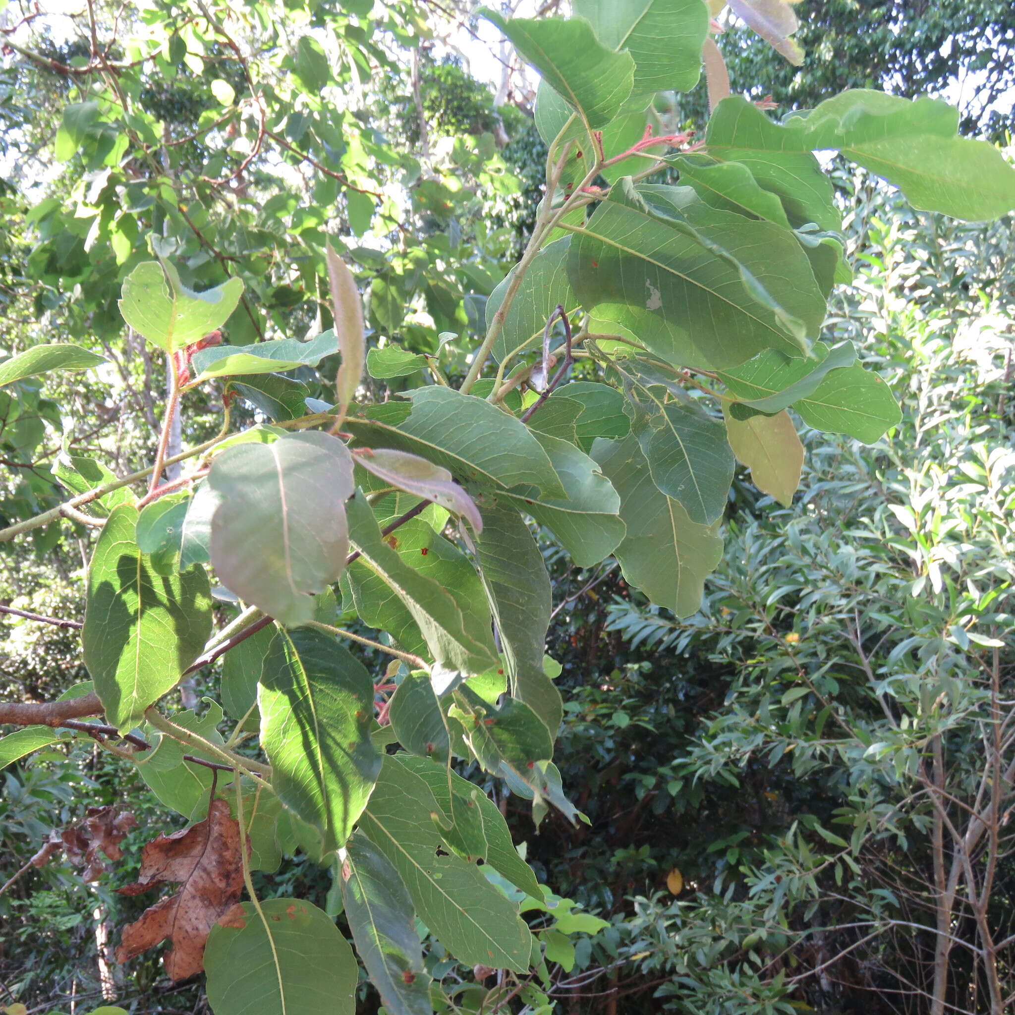 Image de Corymbia torelliana (F. Müll.) K. D. Hill & L. A. S. Johnson