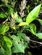 صورة Barleria prionitis subsp. delagoensis (Obermeyer) R. K. Brummitt & J. R. I. Wood