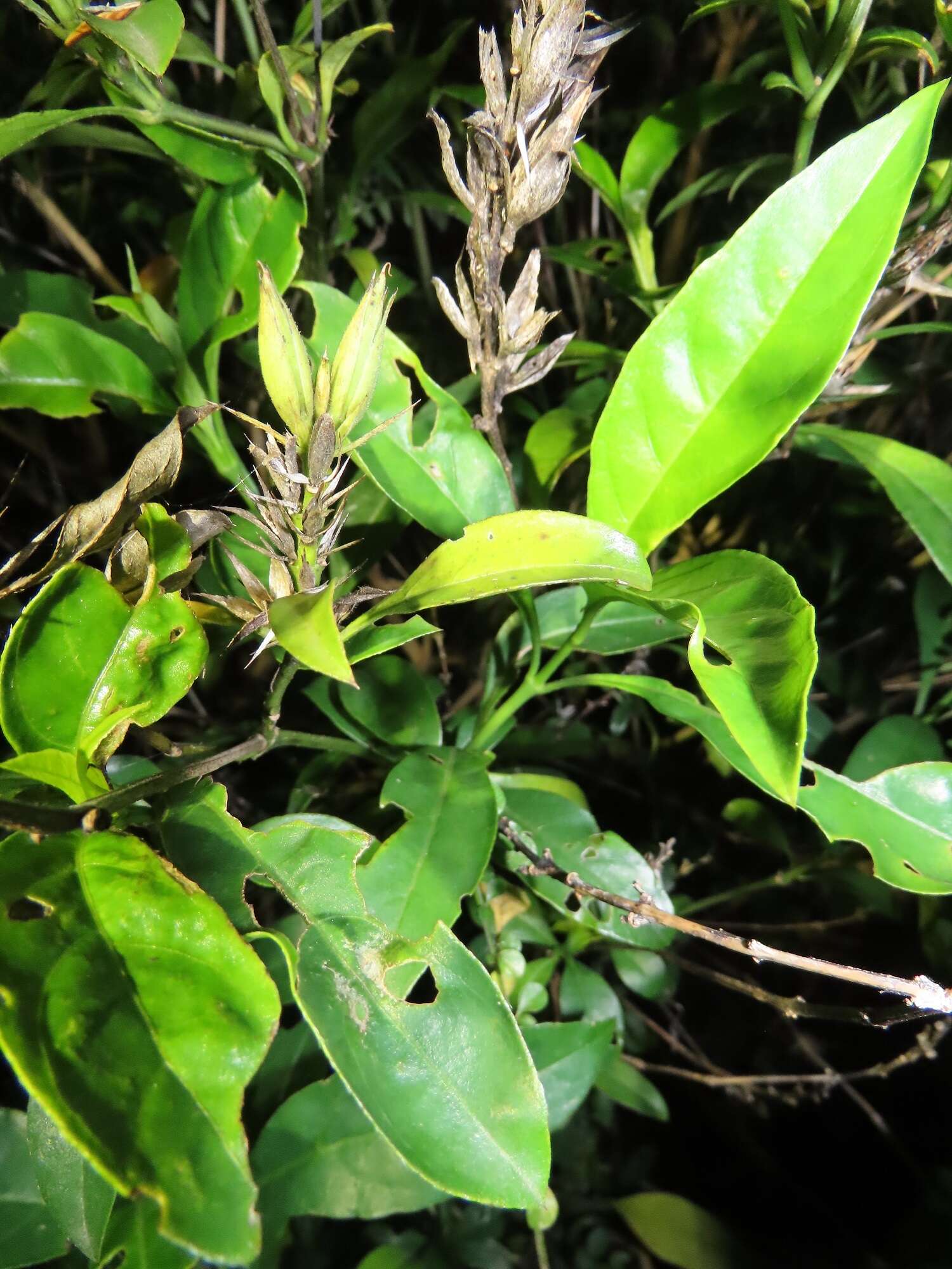 Plancia ëd Barleria prionitis subsp. delagoensis (Obermeyer) R. K. Brummitt & J. R. I. Wood